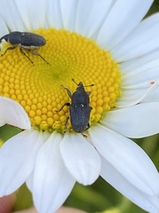 Odontocorynus salebrosus
