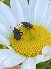 Odontocorynus salebrosus