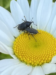 Odontocorynus salebrosus