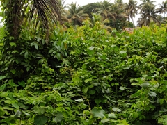 Magnoliopsida