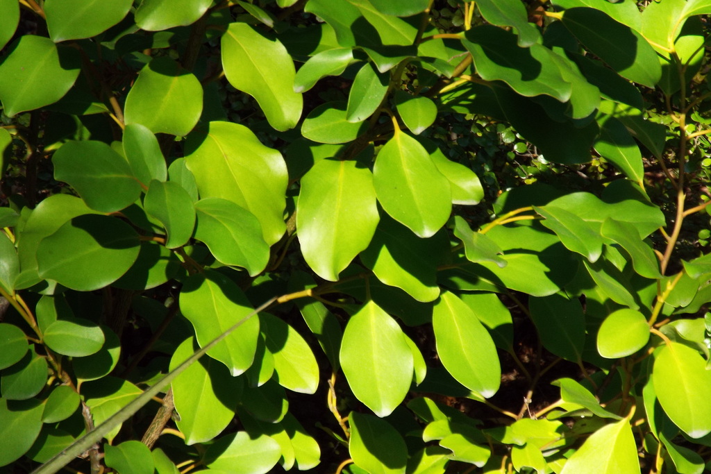 Broadleaf (Beginners Guide to Canterbury Flora) · iNaturalist