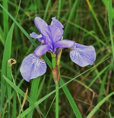 Iris sibirica