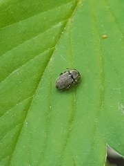 Phyllobius brevis