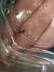 Parasteatoda lunata