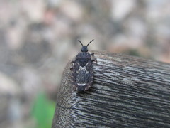 Neuroctenus castaneus