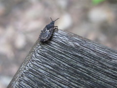 Neuroctenus castaneus