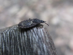 Neuroctenus castaneus