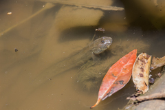 Pseudapocryptes elongatus