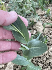 Conringia orientalis