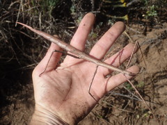 Bactricia bituberculata