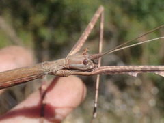 Bactricia bituberculata
