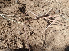 Bactricia bituberculata