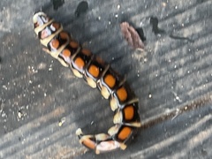 Phengodes laticollis