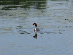 Podiceps cristatus