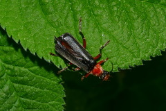 Cantharis pellucida