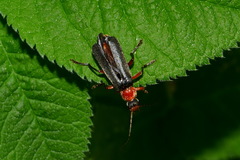 Cantharis pellucida