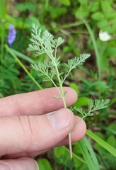 Artemisia pontica
