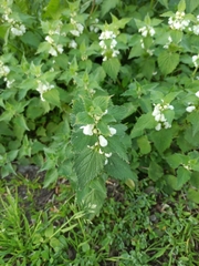Lamium album