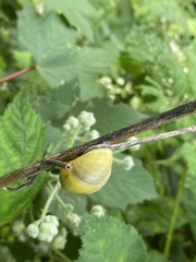 Cepaea nemoralis