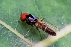 Bertamyia notata