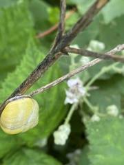 Cepaea nemoralis