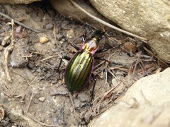 Carabus solieri