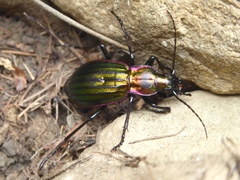 Carabus solieri