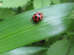 Diekeana admirabilis