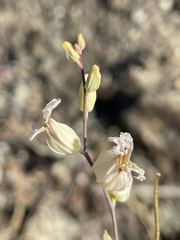 Streptanthus glandulosus albidus