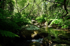 Osmunda regalis