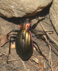 Carabus solieri