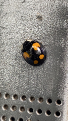 Harmonia axyridis