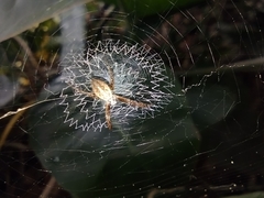 Argiope argentata