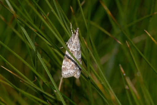 Scoparia pyralella