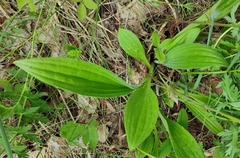 Plantago urvillei
