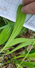 Plantago urvillei