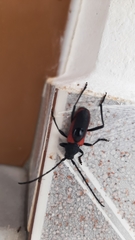 Purpuricenus kaehleri