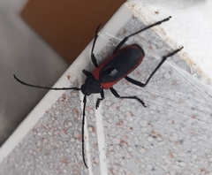 Purpuricenus kaehleri