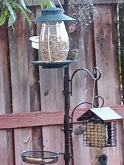 Haemorhous mexicanus