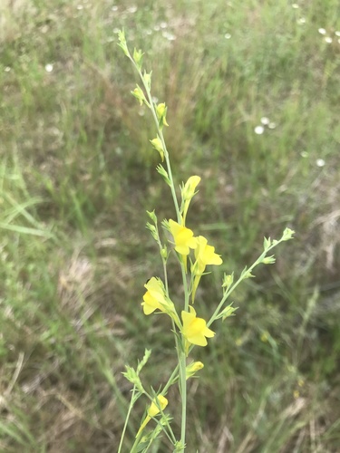 pyštek kručinkolistý (Linaria genistifolia)