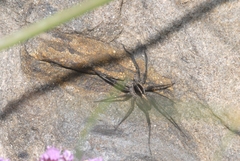 Pardosa blanda