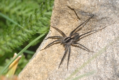Pardosa blanda