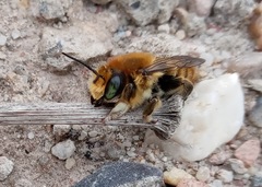 Megachile maritima