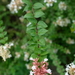 Abelia chinensis ionandra - Photo (c) 潘立傑 LiChieh Pan, some rights reserved (CC BY-NC-SA)