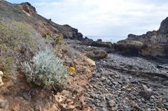 Nevin's Daisy (Constancea nevinii)