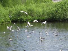 Chroicocephalus ridibundus