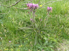 Pedicularis gyroflexa