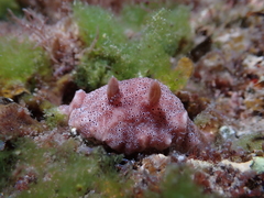 Peltodoris rubra