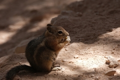 Callospermophilus lateralis lateralis