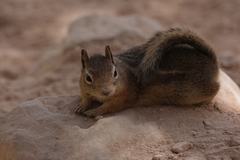 Callospermophilus lateralis lateralis